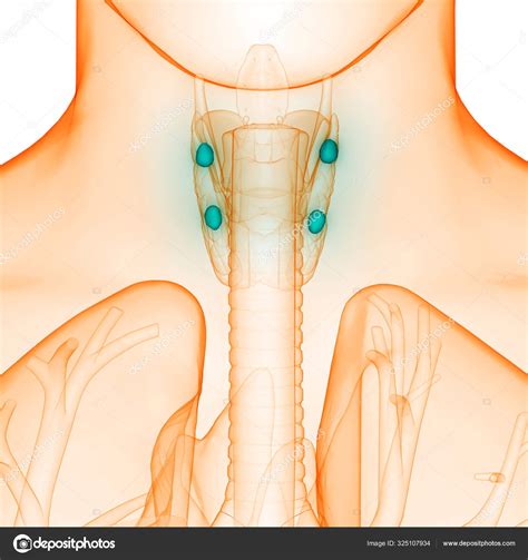 Anatomia Das Glândulas Corpo Humano Glândula Tireóide Ilustração fotos
