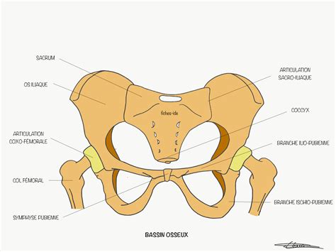 Bassin Osseux Fiches IDE