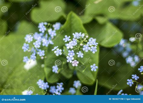Early Springlittle Blue Flowers Brunnera Macrophyllasiberian Bugloss