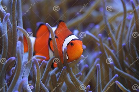 Clownfish Amphiprion Percula In Host Sea Anemone Stock Image Image Of