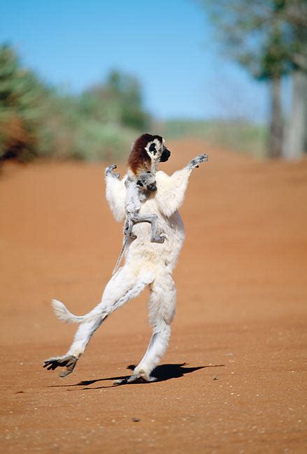 hopping - Animal Stock Photos - Kimballstock