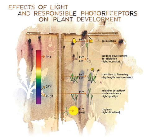 The Effect Of Light Spectrum On Plant Development Canna Gardening Usa