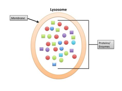 Most people survive 7 to 15 years after the symptoms appear. Autophagy - Definition, Pathway, Fasting and Quiz ...