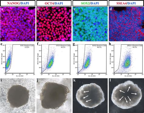 Identification Of H1 Human Embryonic Stem Cell Esc Line And Early