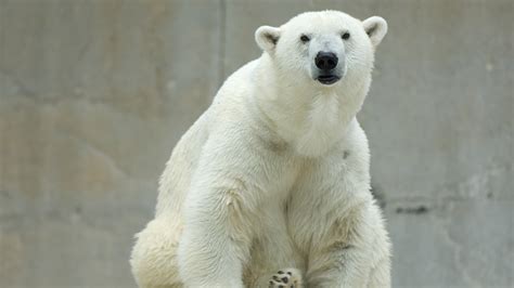 Male Polar Bear Kills Female Polar Bear At Detroit Zoo