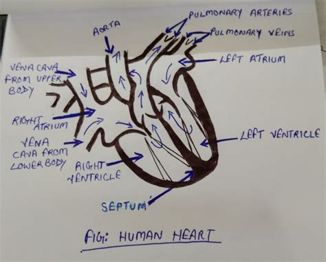 Heart Diagram Labeled Drawing