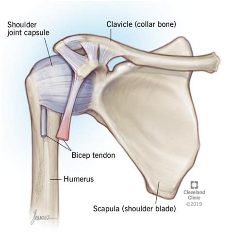 The collar bone is a part of the shoulder through its connection to the humerus via the scapula. Shoulder Pain - Vallarta Tribune