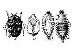 Als engerlinge bezeichnet man die larven der blatthornkäfer ( scarabaeoidea ). Teppichkäfer bekämpfen - Schädlingsbekämpfung Teppichkäfer ...