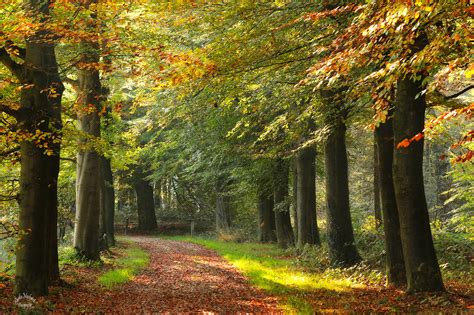 Paths In The Autumn Forest On Behance
