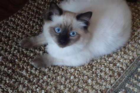 Layla And Gizmo Ragdoll Kittens Of The Month Floppycats