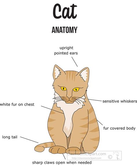 Cat External Anatomy Diagram