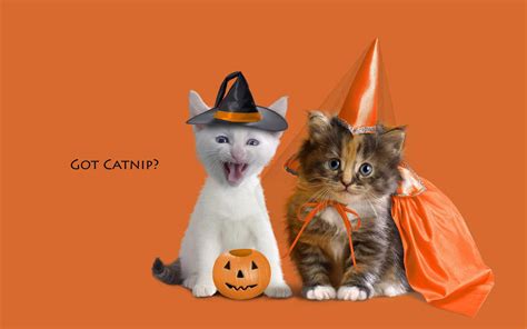 Magazinelite 20 Halloween Pictures Cute Pictures