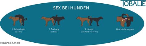 sexualverhalten hund