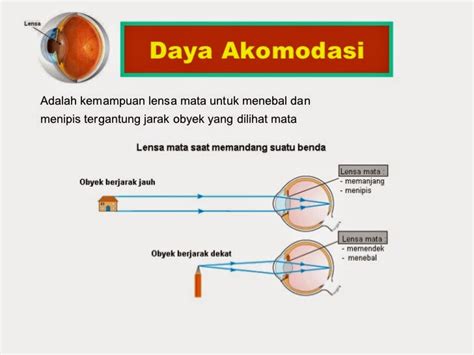 Fungsi Lensa Mata Eye Lens Dan Kornea Pada Mata Manusia Dan Pada