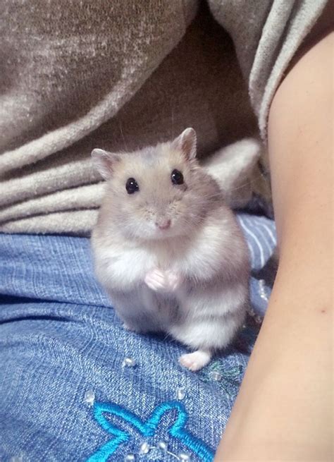 Hamster Pics Baby Hamster Cute Funny Animals Animals And Pets Cute