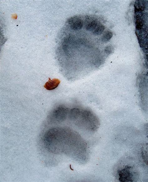Who Goes There Identifying Animal Tracks In Your Backyard Animal