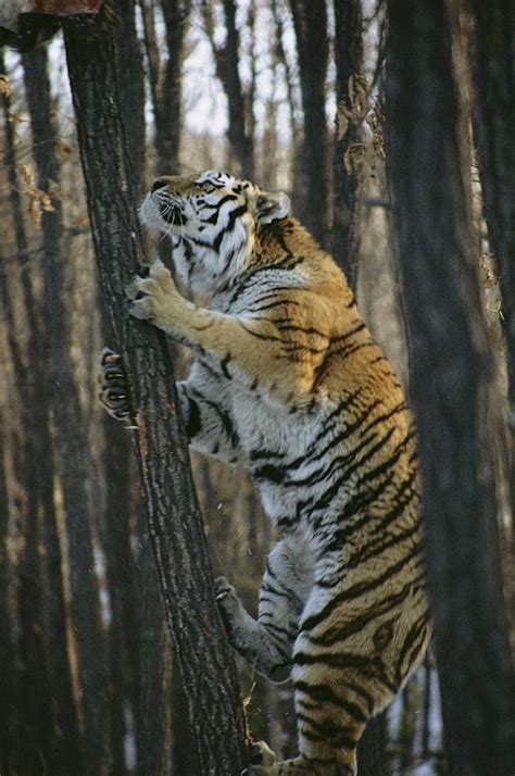 Im Coming After You A Male Siberian Tiger Climbs A Tree 597x900