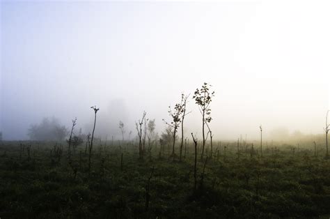 Misty Morning Free Photo Download Freeimages