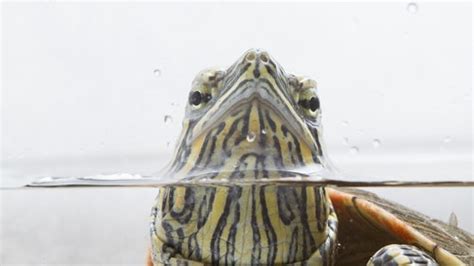 Watch the video explanation about how to care for turtle eggs (very important) online, article, story, explanation, suggestion, youtube. How To Take Care Of A Painted Turtle? - The Turtle Hub