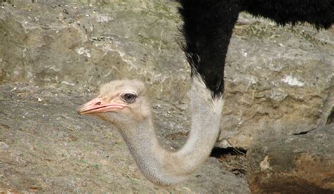 Strange Animal Fact Ostriches Dont Bury Their Heads In