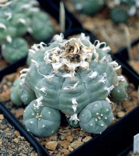 Peyote Cactus Porn Cacti And Succulents The Corroboree