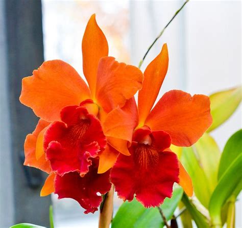 cattleya orchid intergeneric hybrid great sunset flores exóticas orquideas flores
