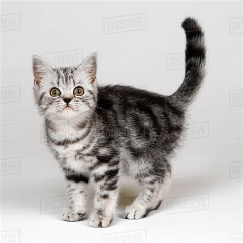 Silver Tabby Kitten Stock Photo Dissolve