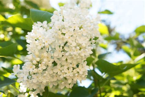 Japanese Lilac Tree Care How To Plant Grow And Help Them Thrive