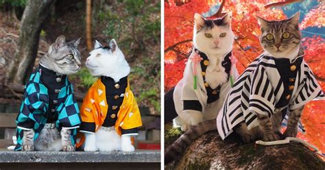 On His Free Time This Guy Makes Anime Costumes For His Cats And Here