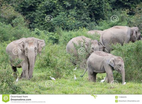 Asiatic Elephant Is Big Five Animal In Stock Photo Image Of India