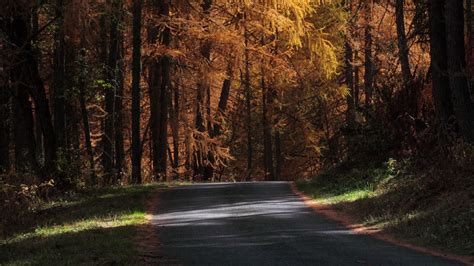 Road Grass Bushes Trees Autumn Sunlight Forest Shadows Hd Nature