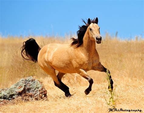 Mountains line the river on both the arizona and california sides, and the wildlife is as varied as the recreational opportunities along the river. The Buckskin Reliability - Equine Science