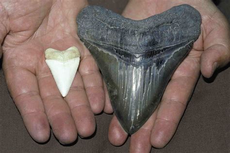 Interesting Facts About Megalodon