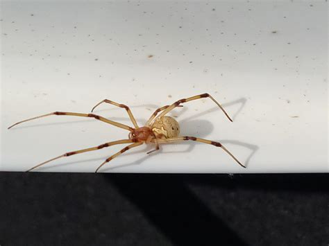 Is This A Brown Widow They Are All Over My Backyard Los Angeles Ca