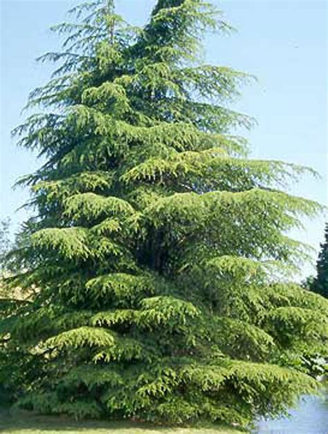 Cedrus Libani Var Stenocoma Cedar Of Lebanon Kigi Nursery