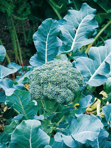Broccoli Calabrese Early Green Sprouting Premier Seeds