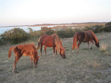 Maryland Where The Wild Horses Of Assateague Island Run Wanderwisdom