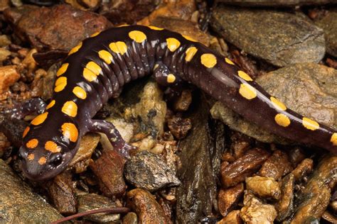 Salamander Life Cycle