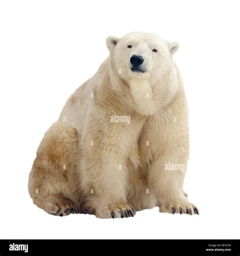 Sitting Polar Bear Isolated Over White Background Stock Photo Alamy
