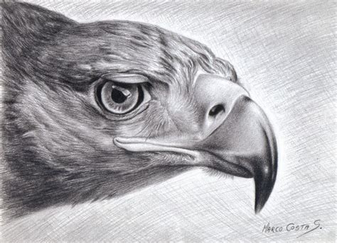 Resultado De Imagen De Carboncillo Dibujos Aguila Dibujo Animales