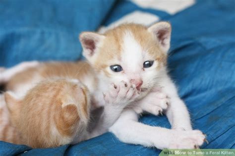 How To Tame A Feral Kitten 15 Steps With Pictures Wikihow