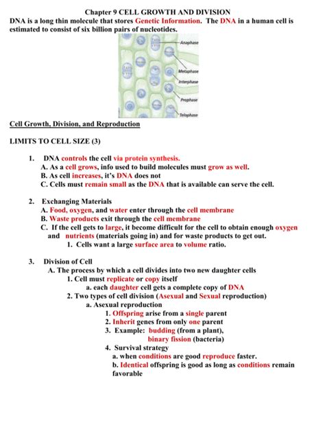 Cell Growth And Division Overhead Version