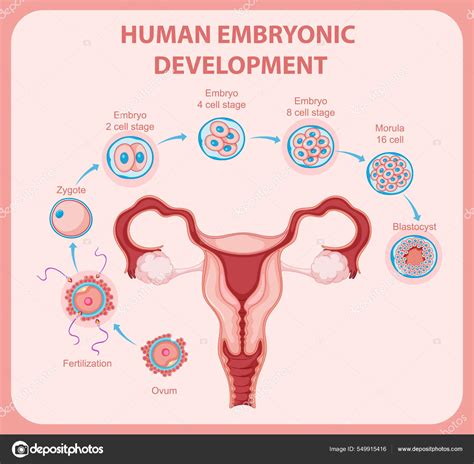 Human Embryonic Development Human Infographic Illustration Stock Vector By ©interactimages 549915416