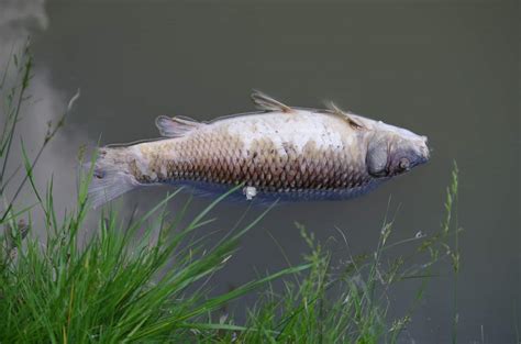 Fish Dying An Explanation The Seven Lakes Insider