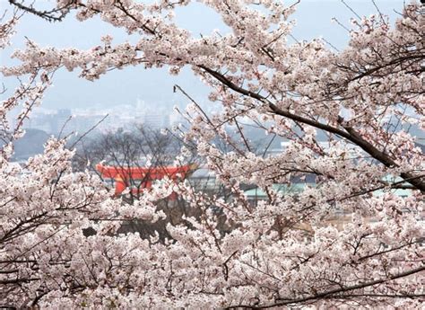 Weather, what to pack, and what to see. Spring In Japan: Traveling, Clothing And Weather In March ...