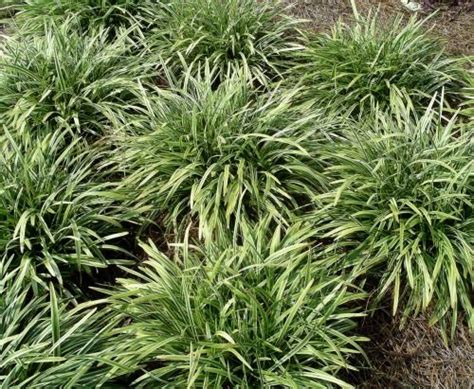 Liriope Muscari And Liriope Spicata Tough And Adaptable Liriope Is A