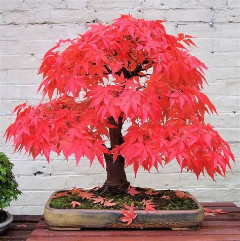 10 Of The Most Beautiful Bonsai Trees Ever