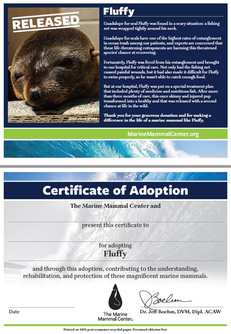 Adopt A Seal® Fluffy Exclusive Digital Download The Marine Mammal Center T Store