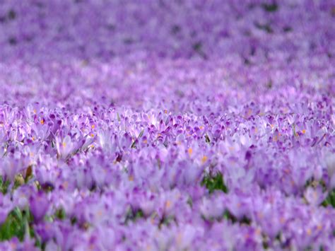 Purple Flower Field · Free Stock Photo