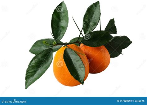 Ripe Juicy Oranges With A Natural Sprig With Leaves And Thorns Thick